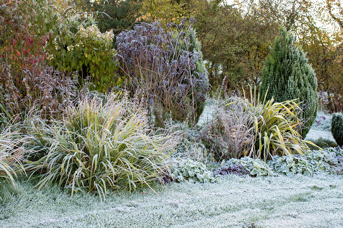frosty garden border