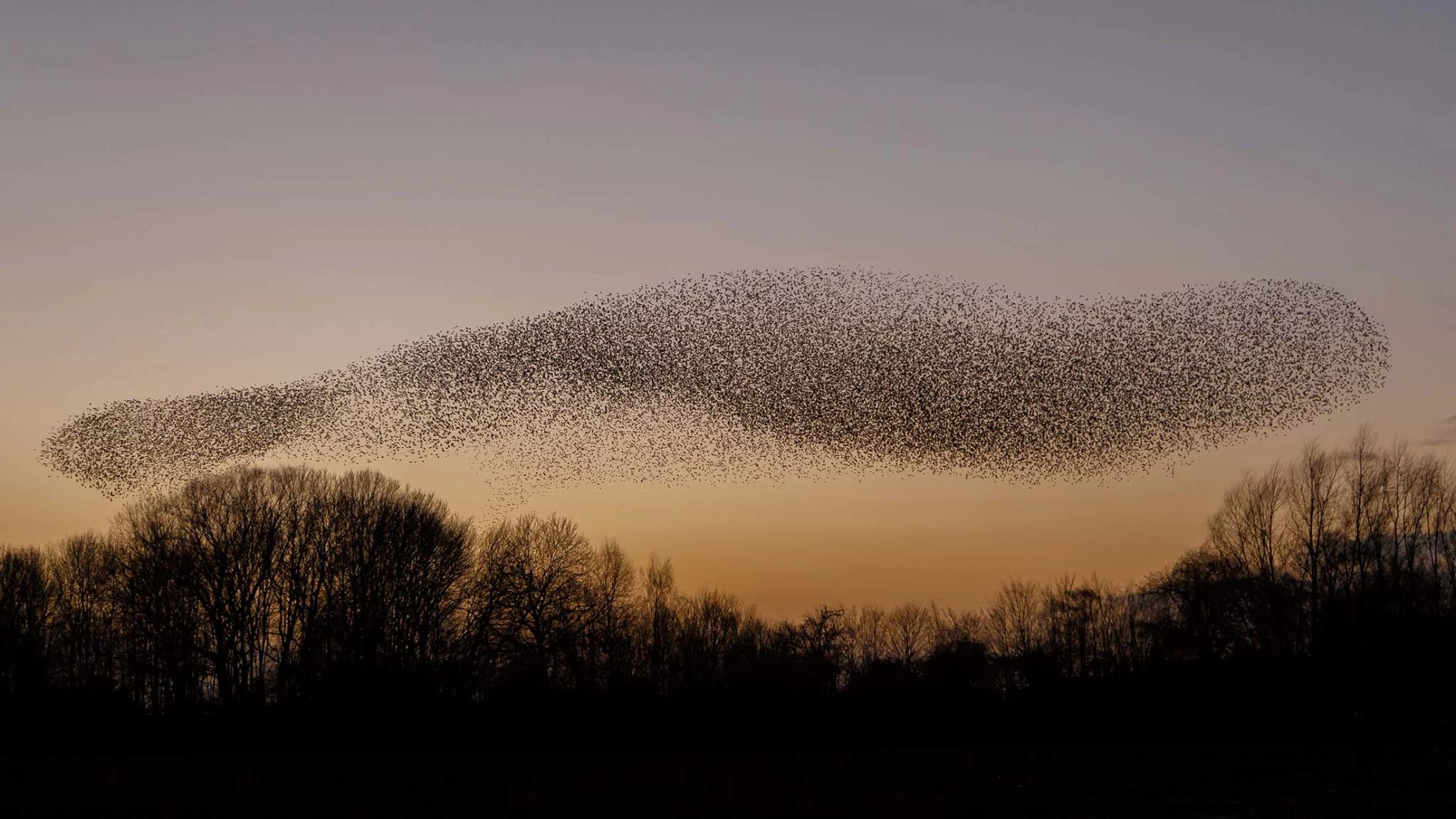 Starling main image 0