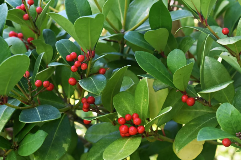 Gaultheria procumbens