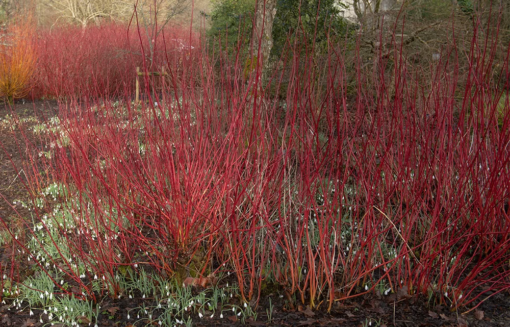 Cornus alba 'Siberica', Dogwood