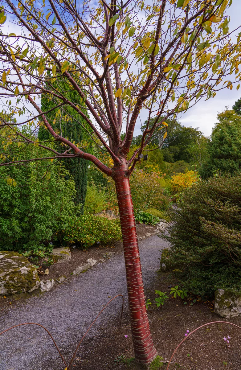 Prunus serrula