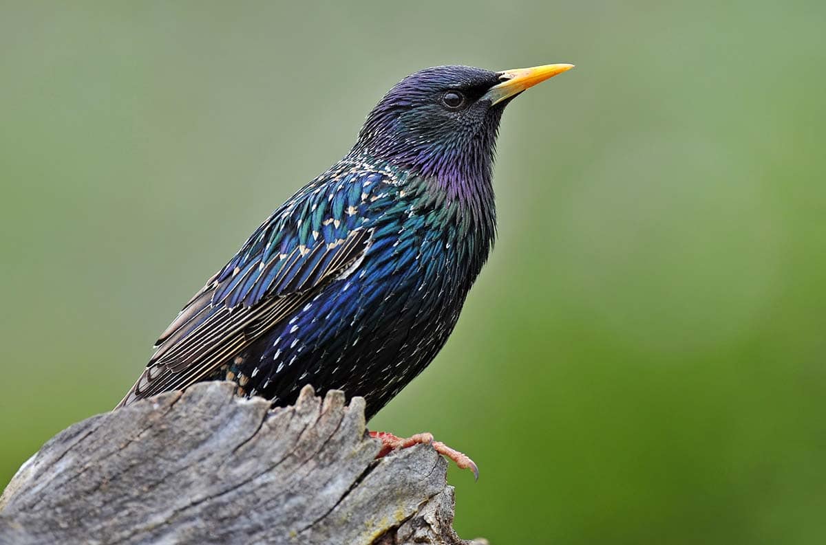 close up of common starling