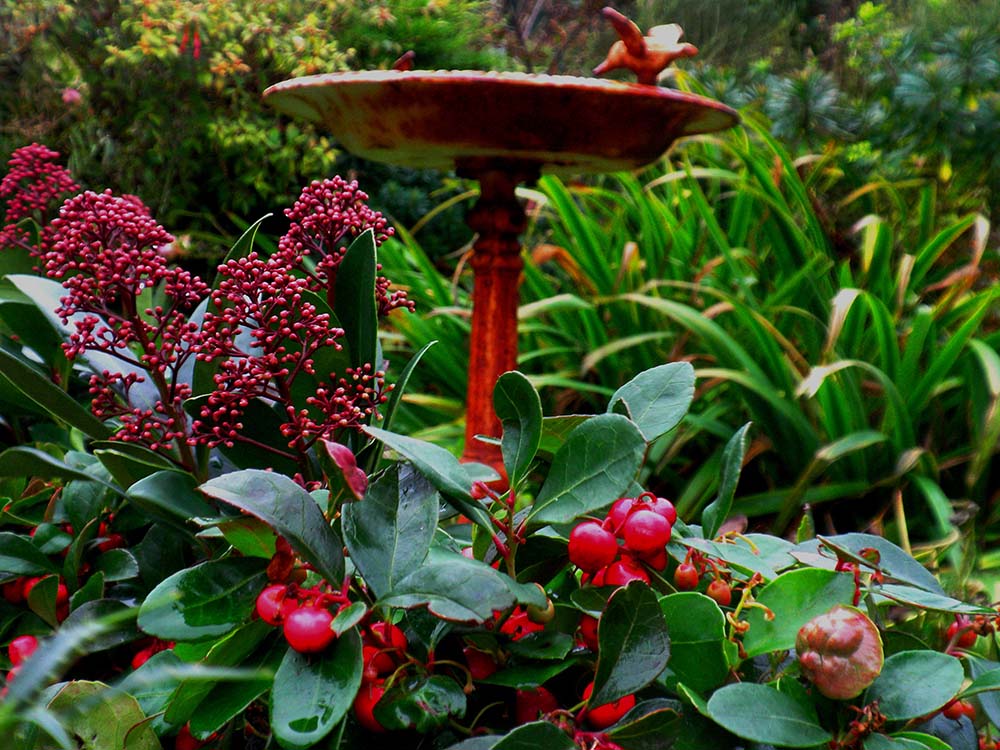 Skimmia and Gaultheria at Driftwood