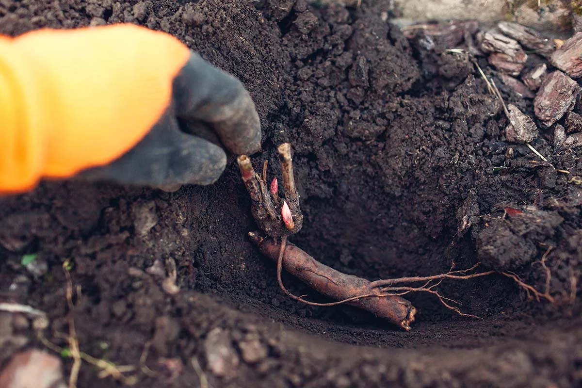 Planting a bare-root plant