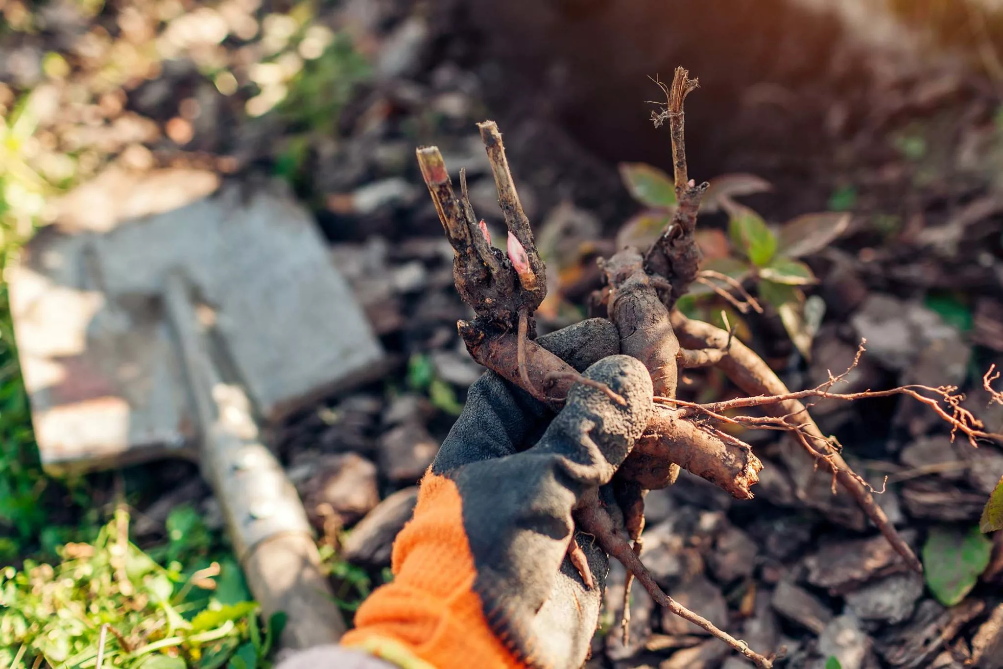 Bare root plant