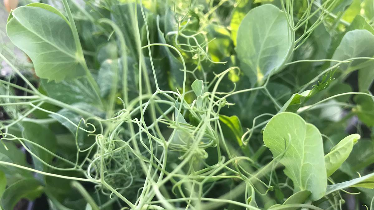 pea shoots