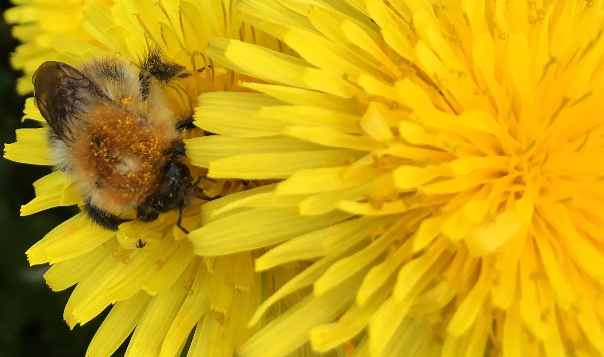 Carder Bee on Dandelion