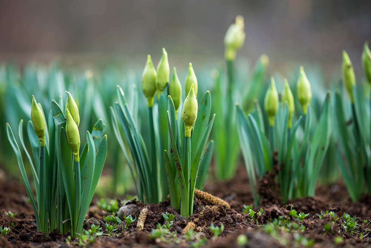 Daffodils in early spring