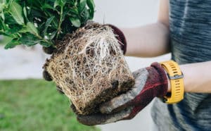 Repotting pot bound plant