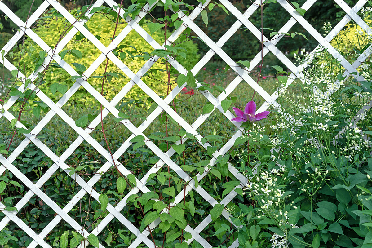 Trellis with clematis growing up it