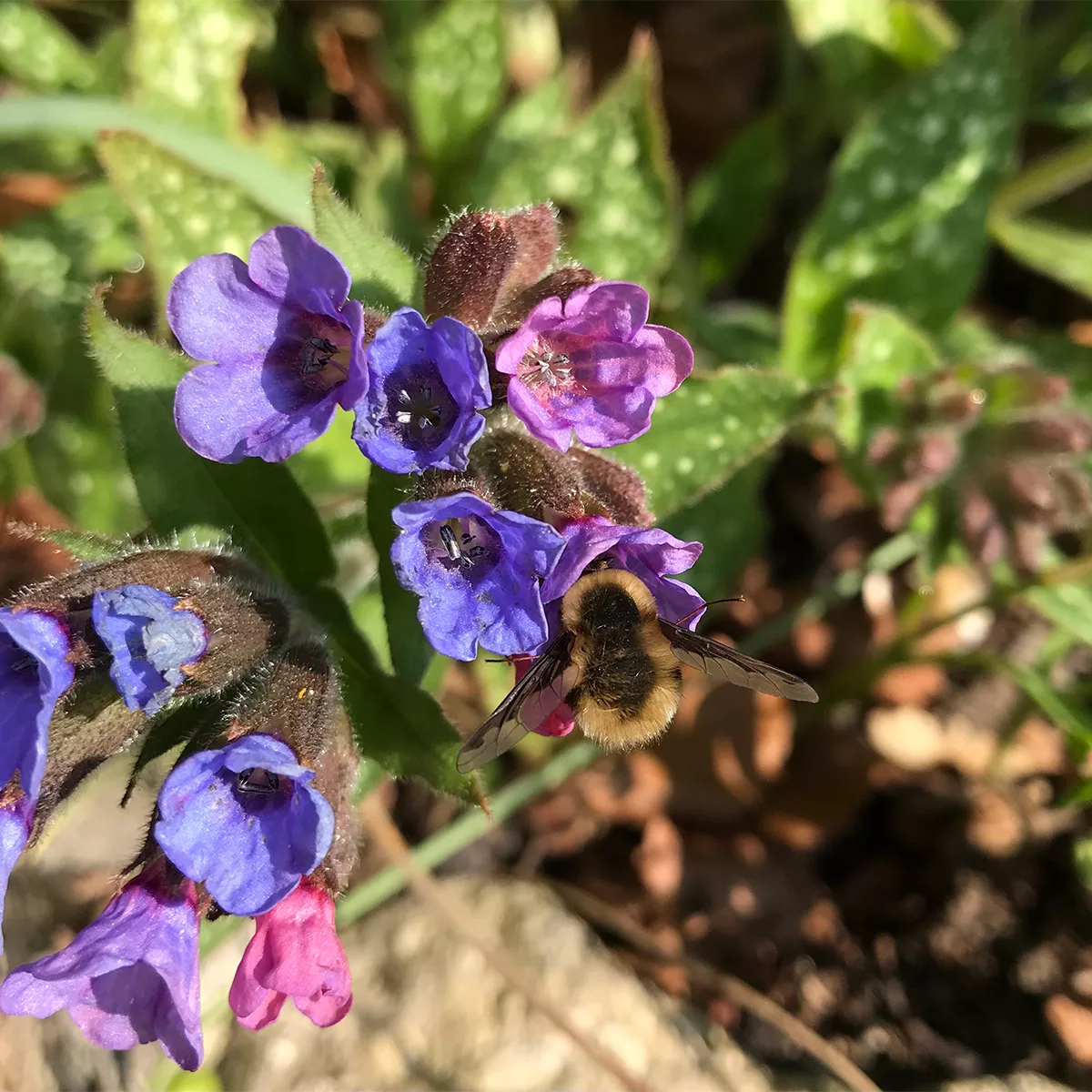 Bee on pulmonaria