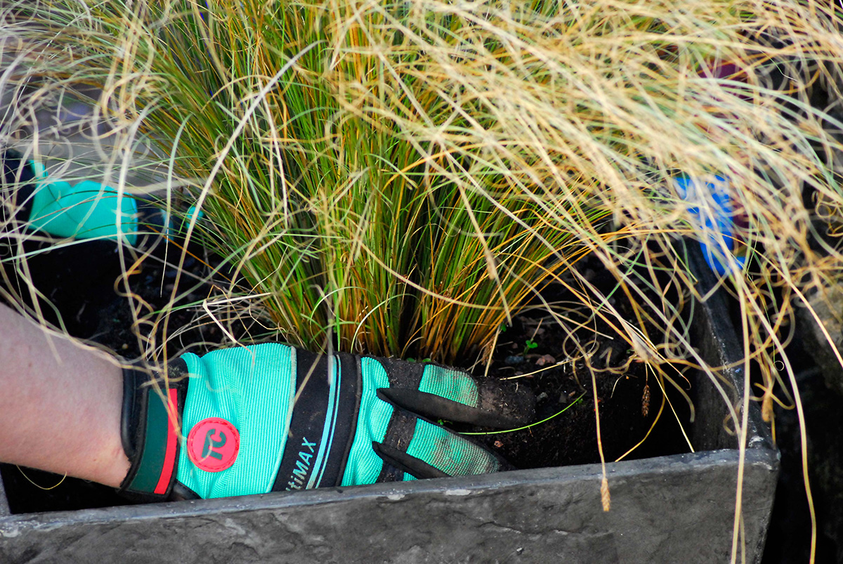 Potting up grass into a container