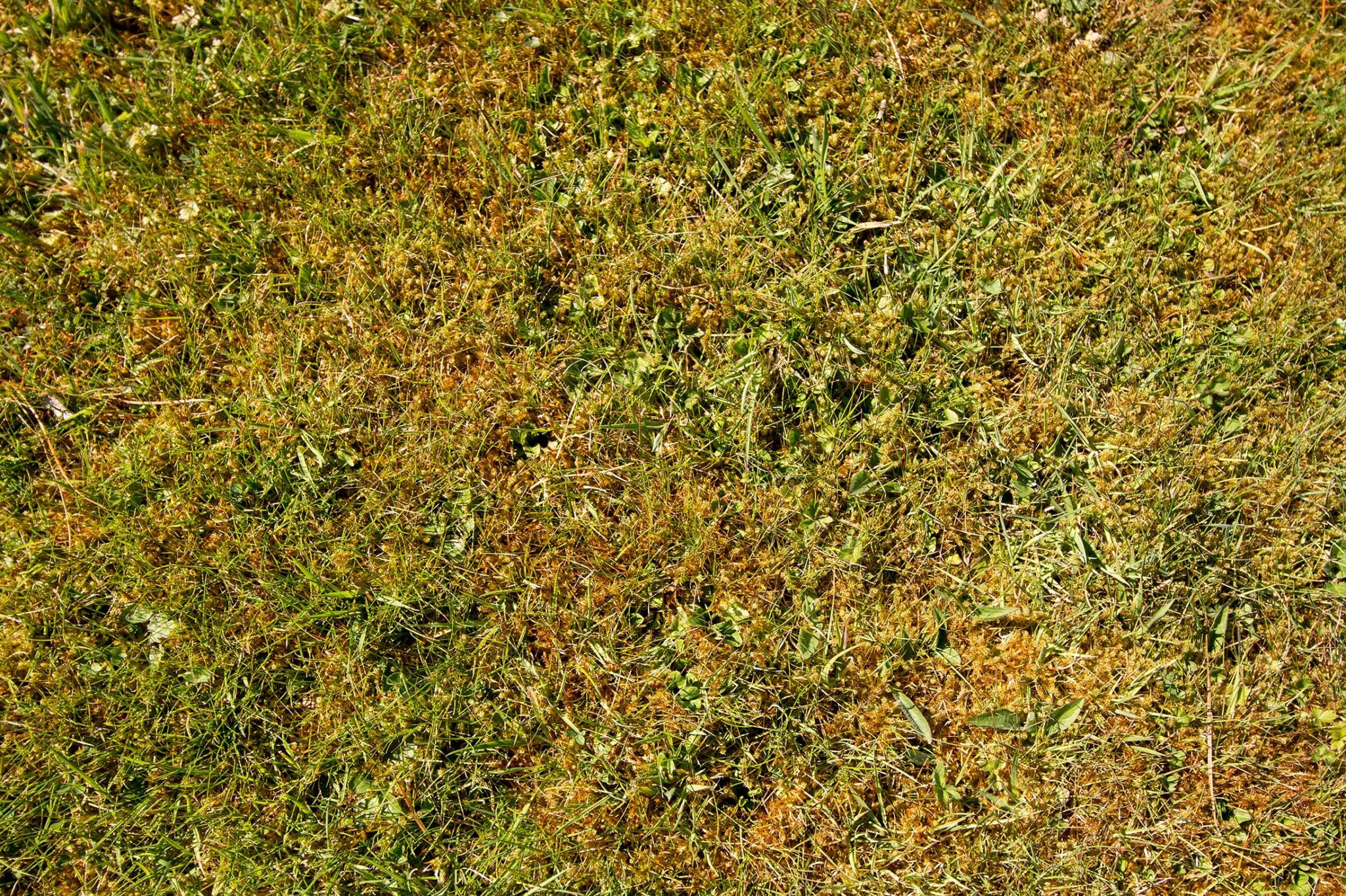 moss in lawn