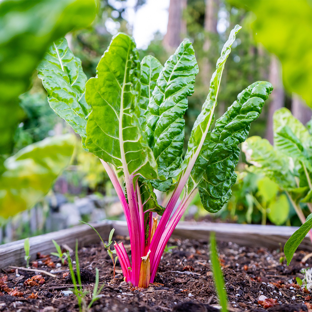 Swiss chard growing in small raised bed