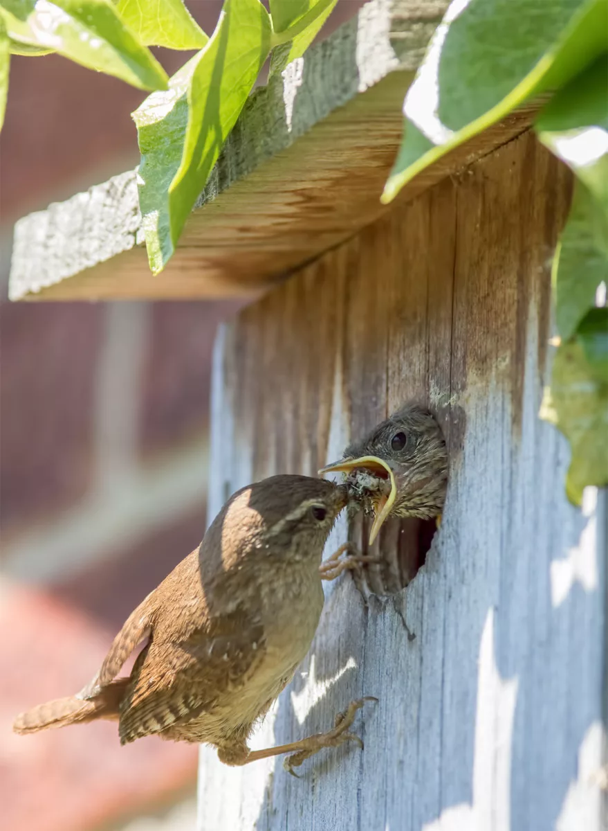 wren feeding young in nest box