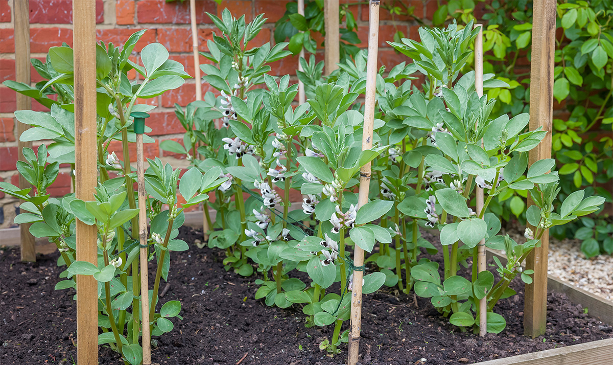 Broad beans growing in small raised bed