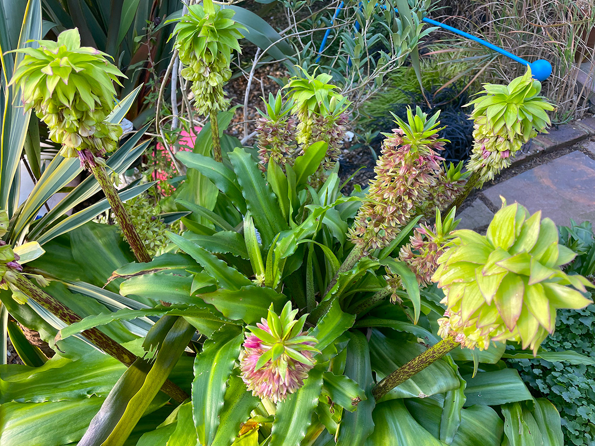 eucomis at Driftwood 