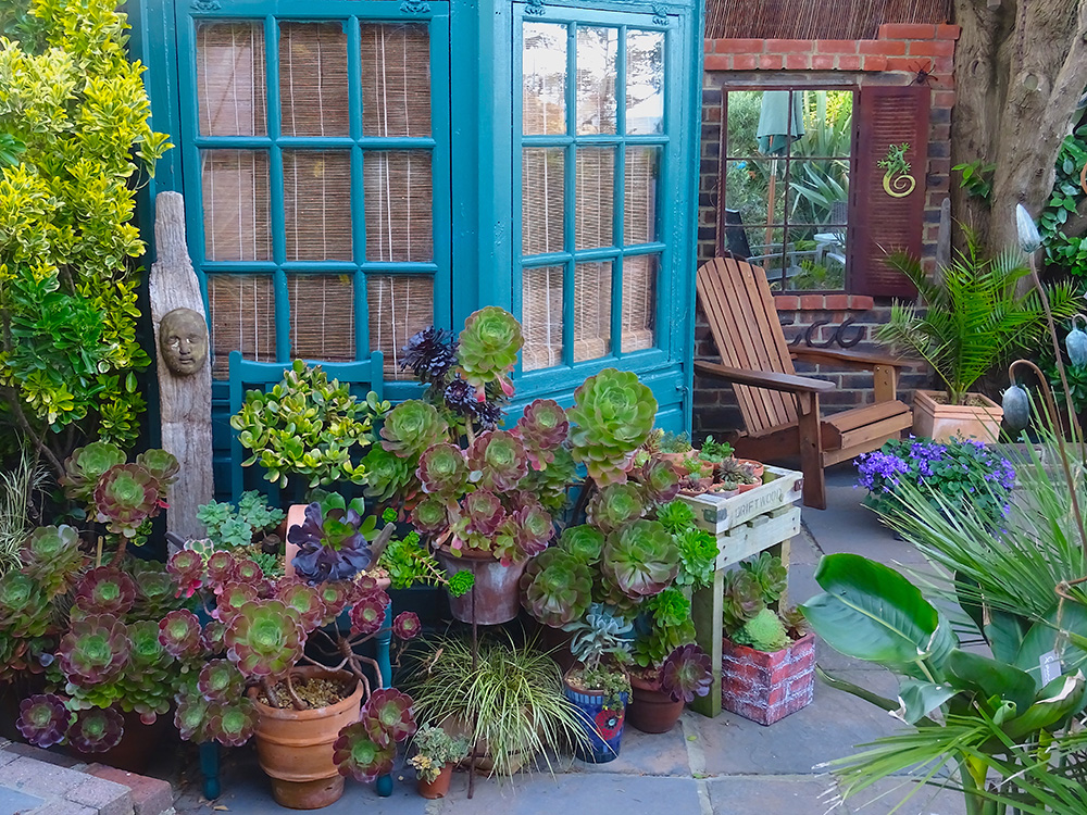 succulents at Driftwood