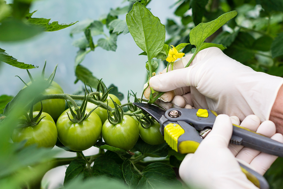 Gardener cutting leaves from tomato plant