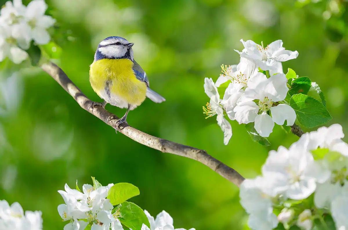 Blue tit resting on branch of spring blossom