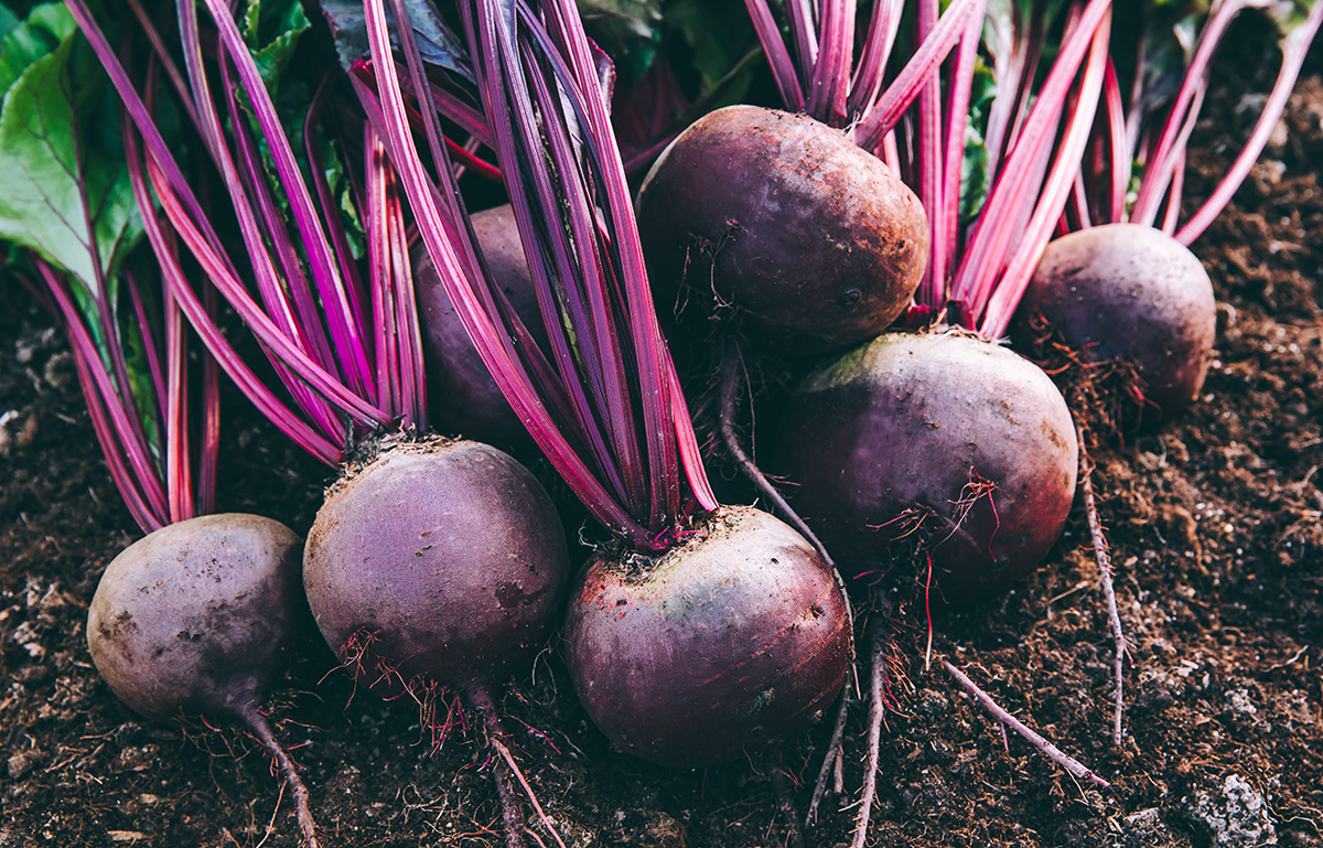 Harvested beetroot