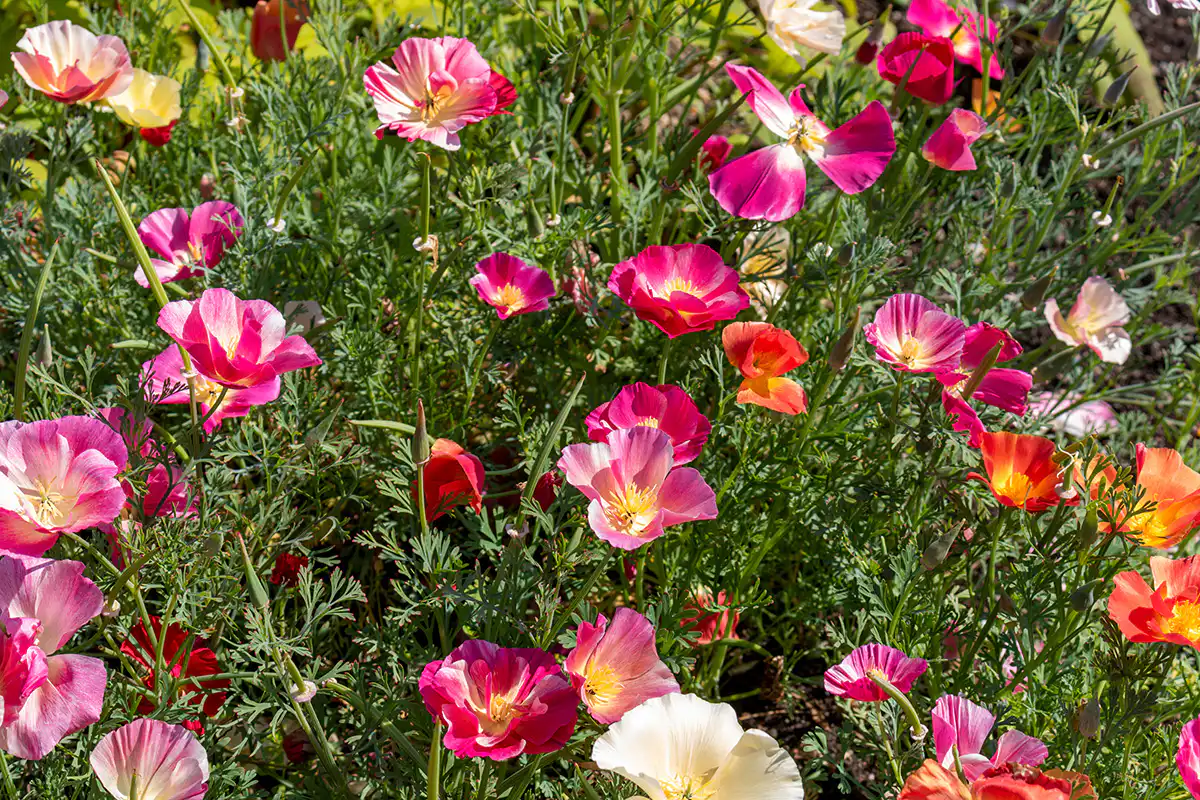 Eschscholzia Thai Silk Chiffon