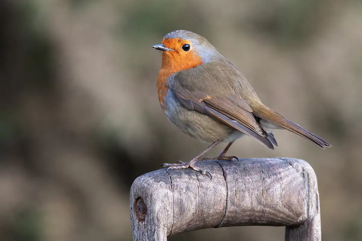 Robin resting on handle of garden tool