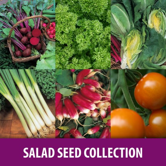 Salad Seed Collection
