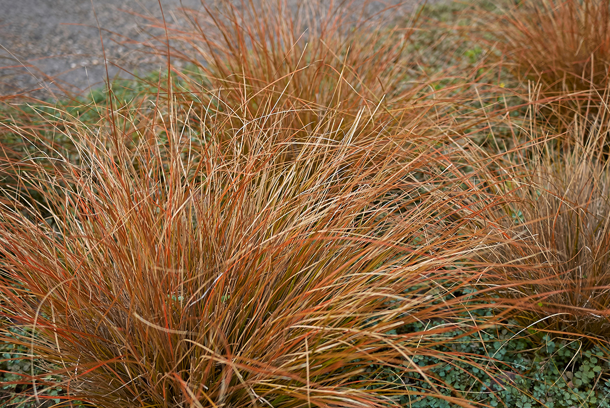 Leatherleaf sedge (Carex Romans bronze-leaved)