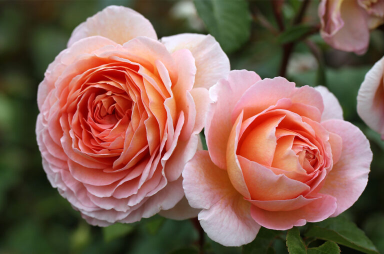 David Austin Rose - Abraham Darby (Ascot)