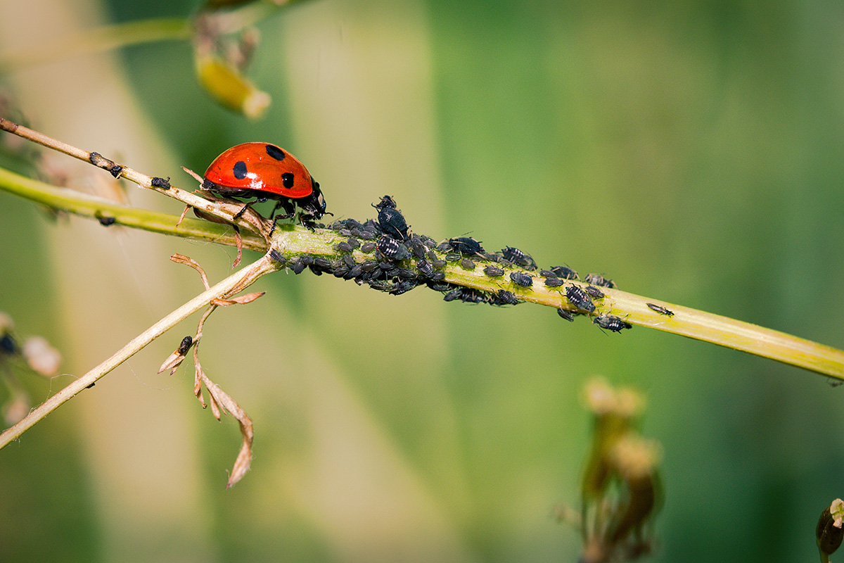 ladybird eating aphids