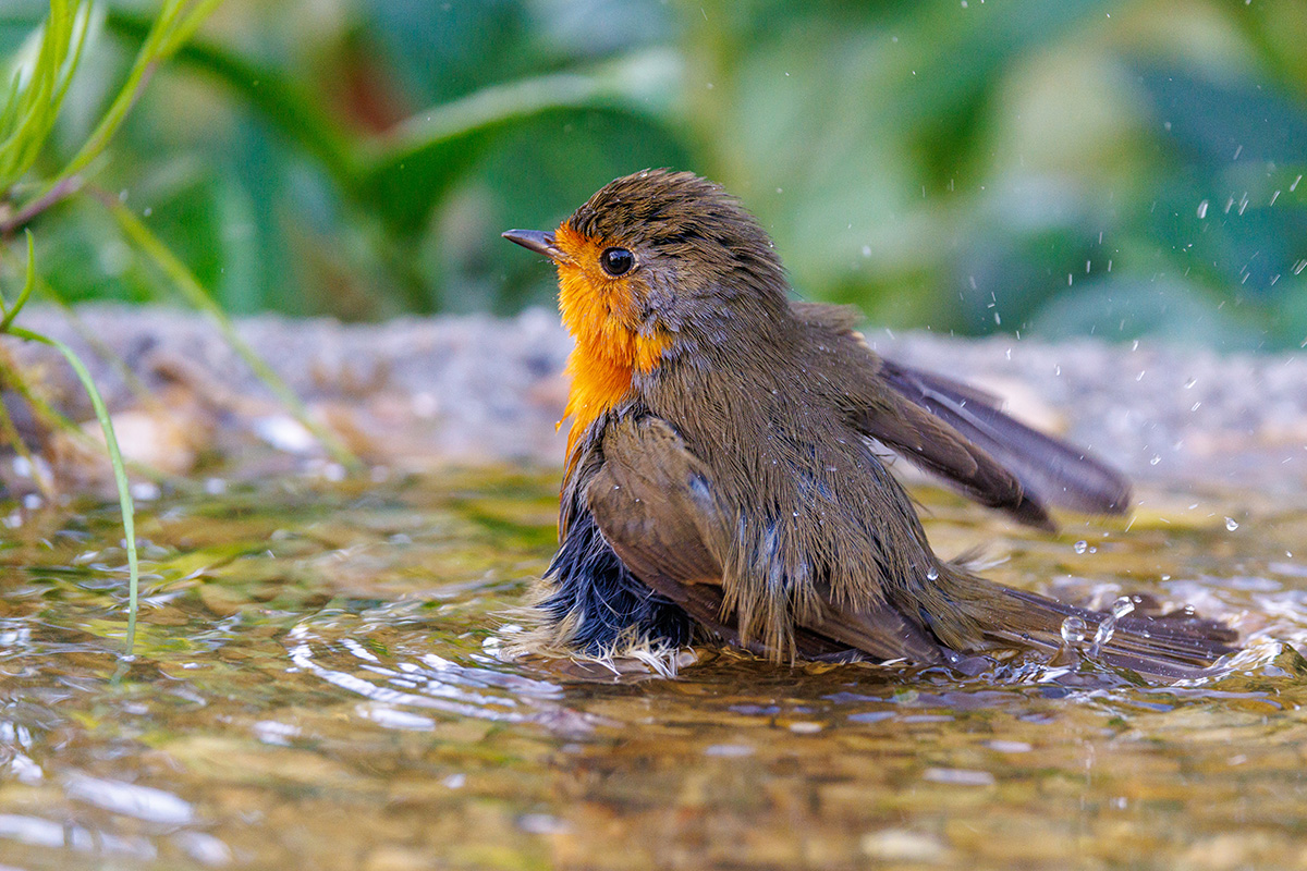 Robin bathing in a bird bath