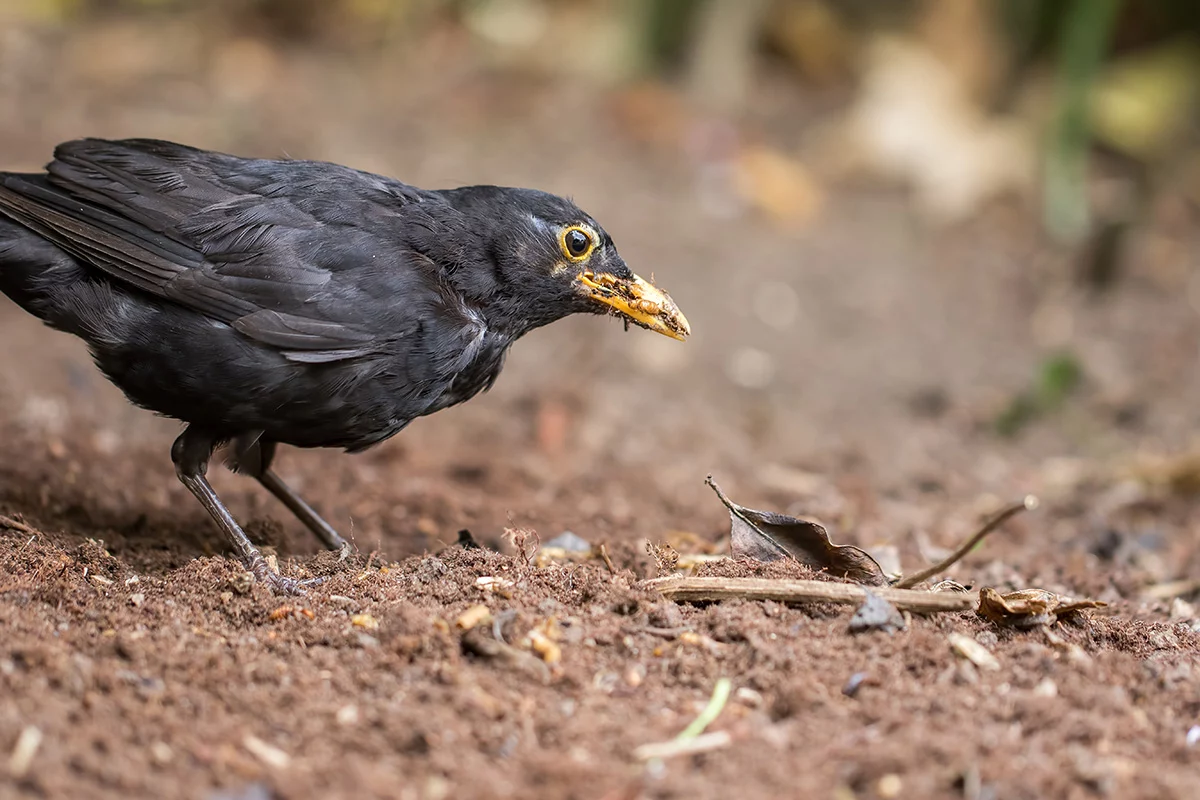 Blackbird foraging for grubs