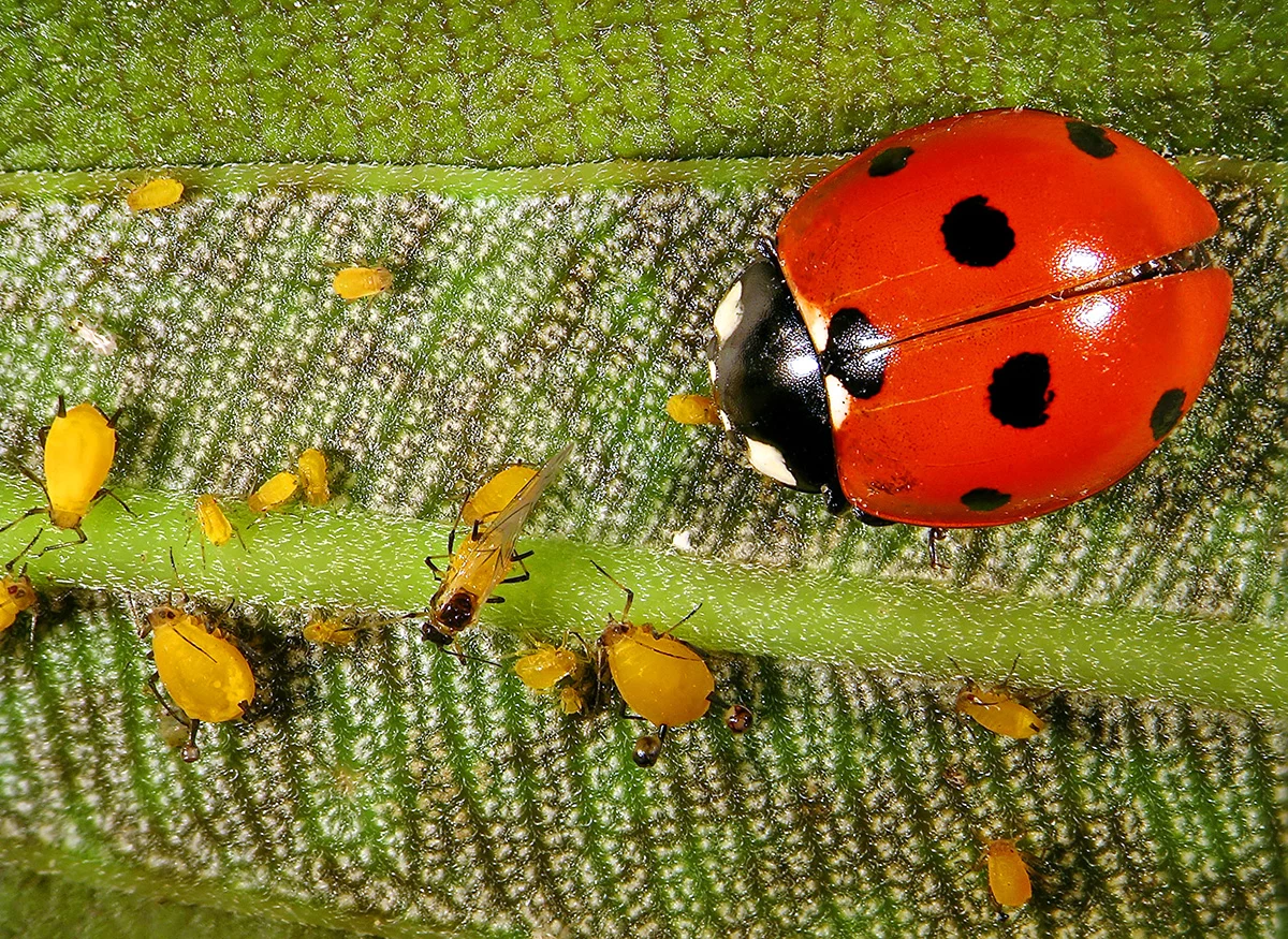 ladybird feeding on aphids