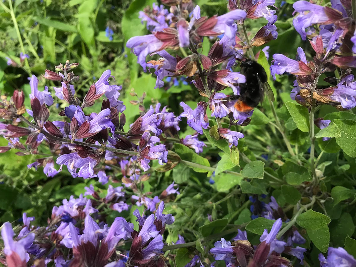 Red tailed bumble bee on sage