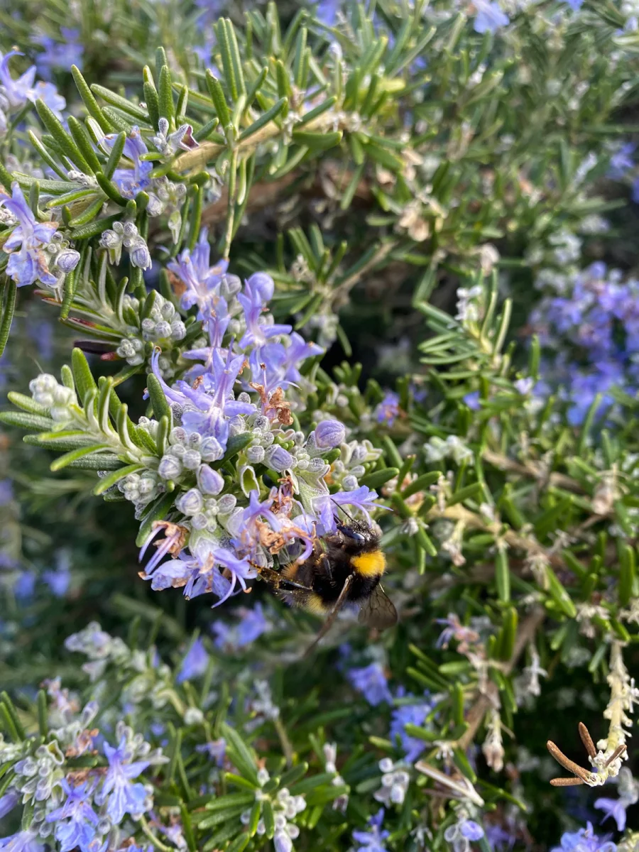 Bee on rosemary