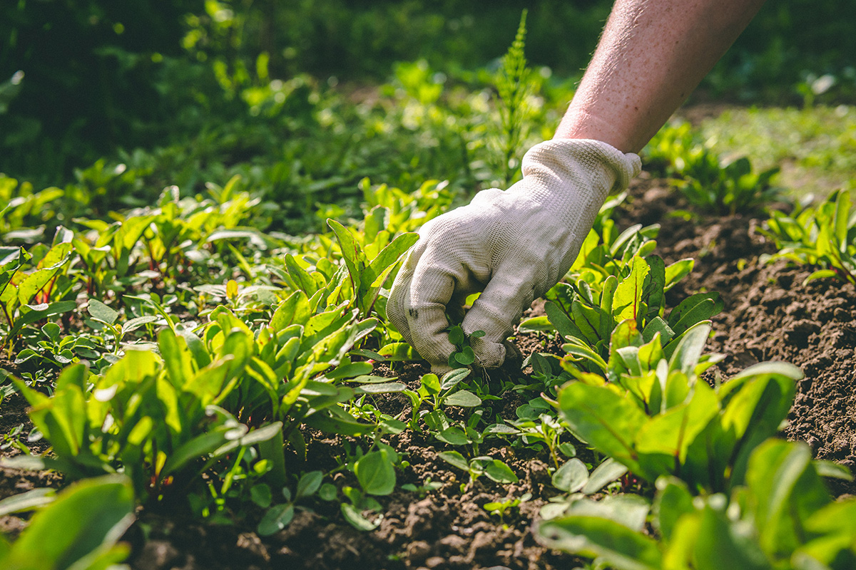 Woman hand weeding