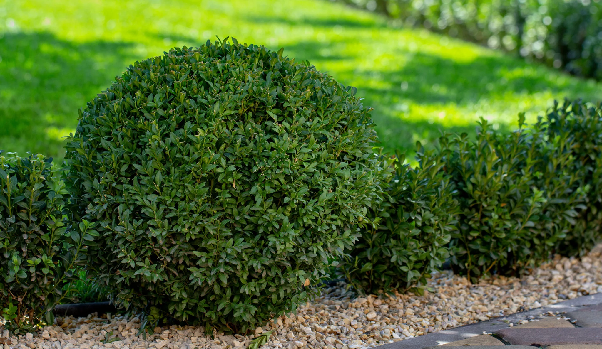 healthy box plants and lawn