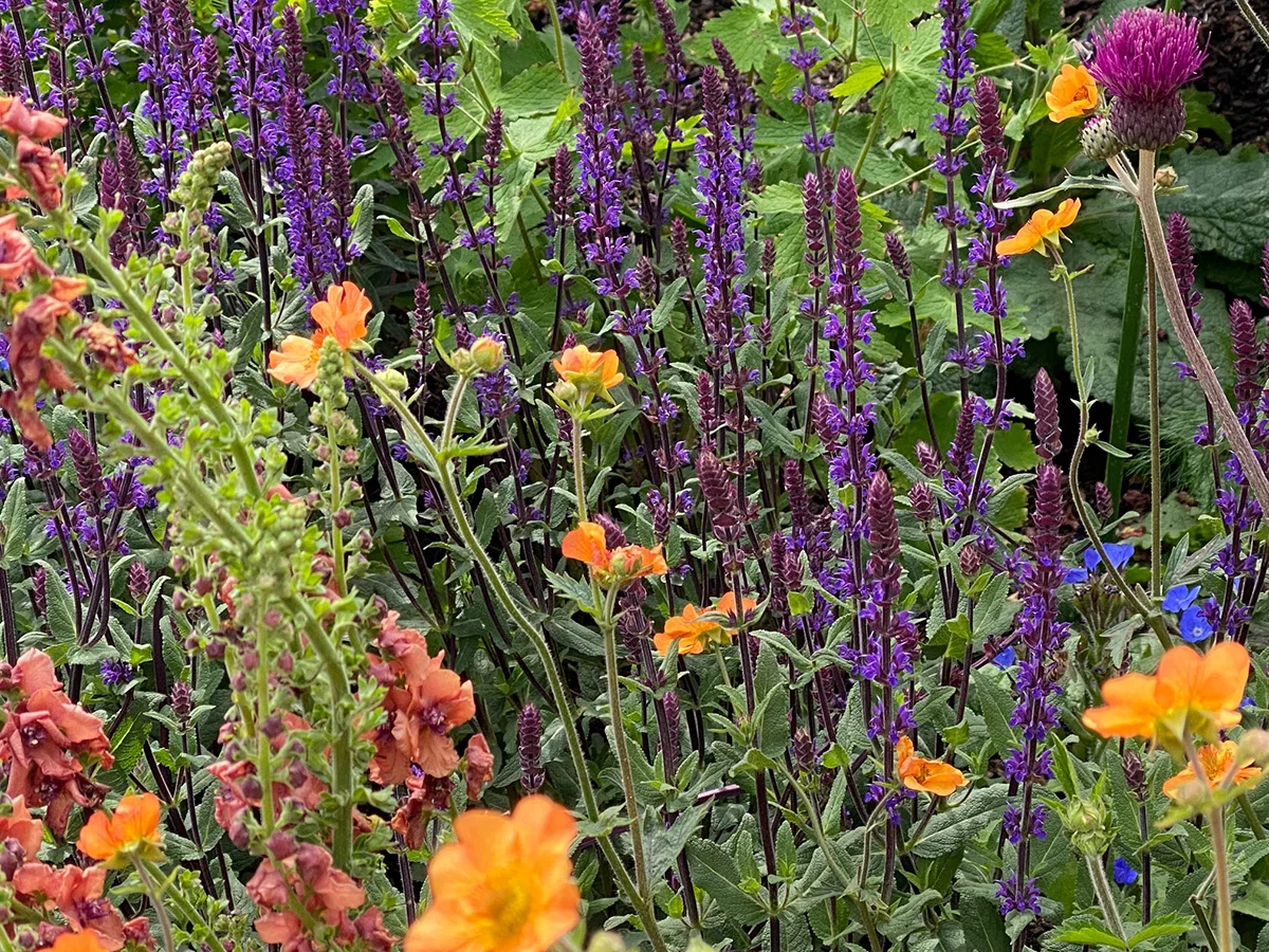 BBC Studios Our Green Planet and RHS Bee Garden Chelsea 2022