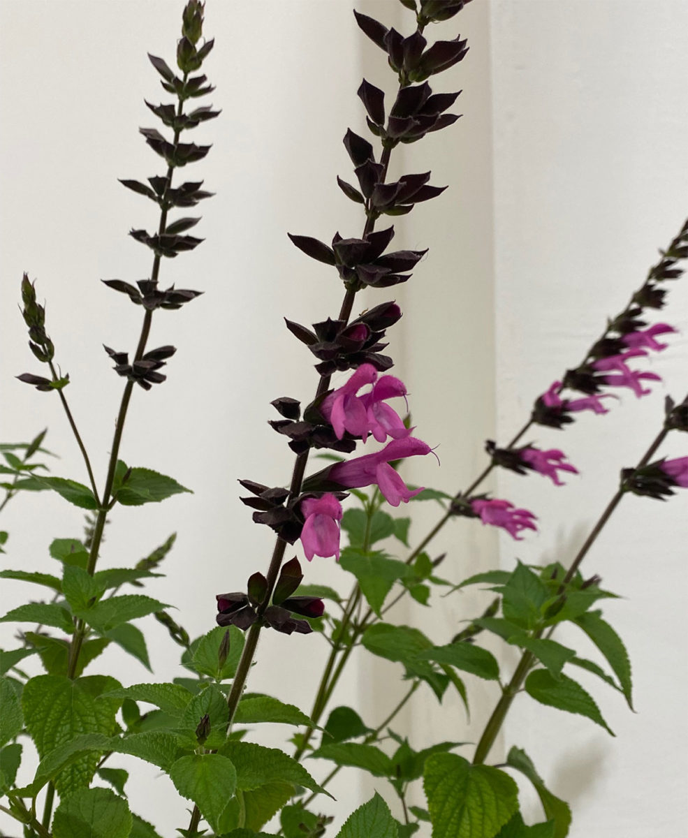 Salvia ‘Pink Amistad’