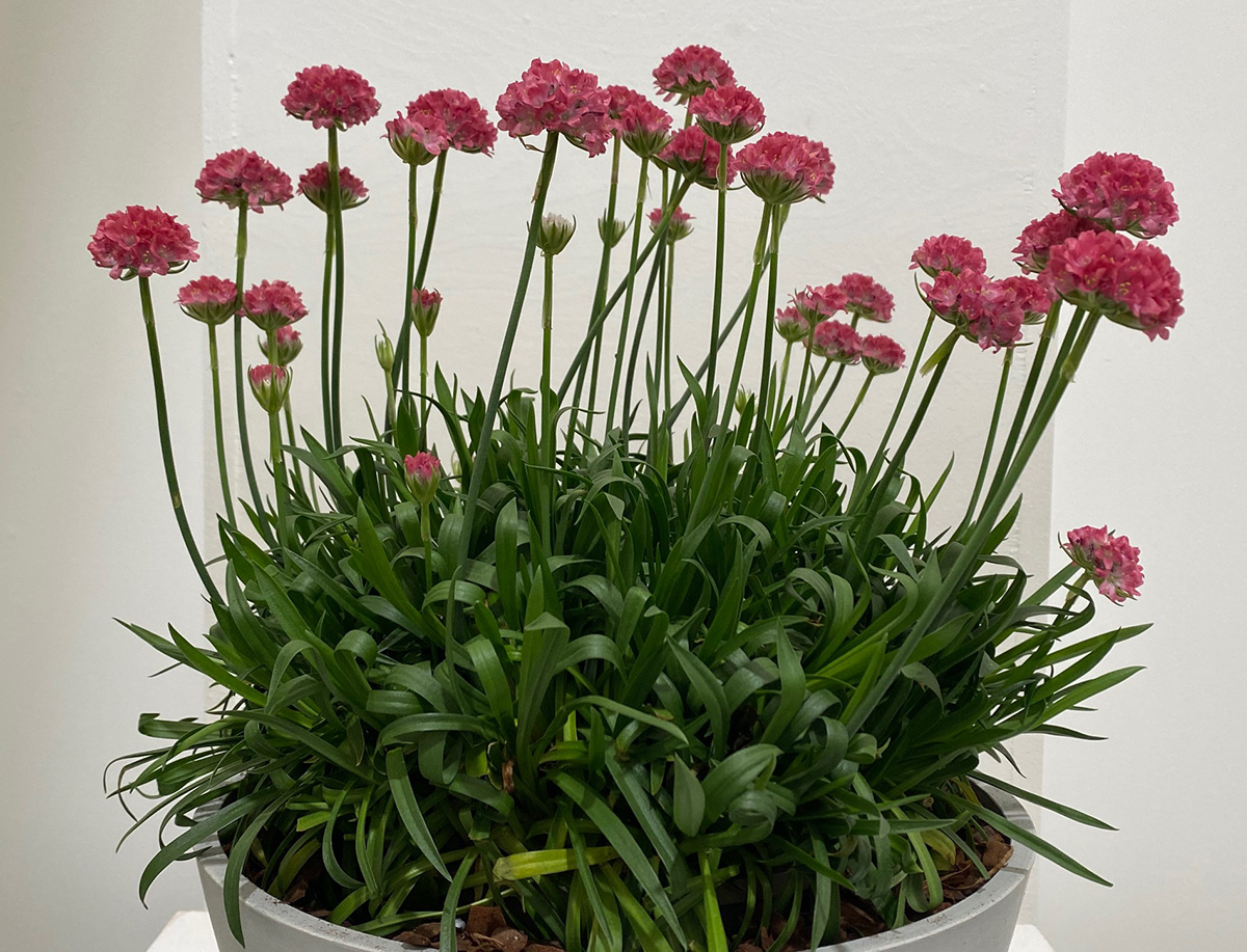 Armeria pseudiarmeria ‘Dreamland’