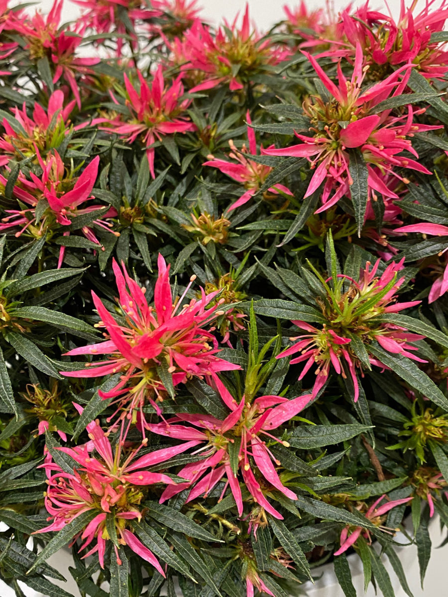 Rhododendron ‘Starstyle Pink’