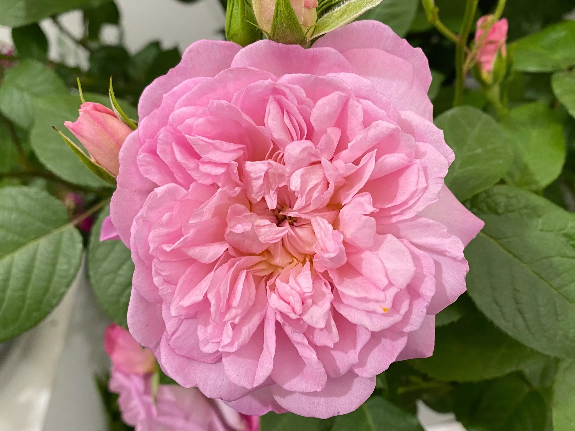 Rosa 'Elizabeth' Chelsea 2022 new plants