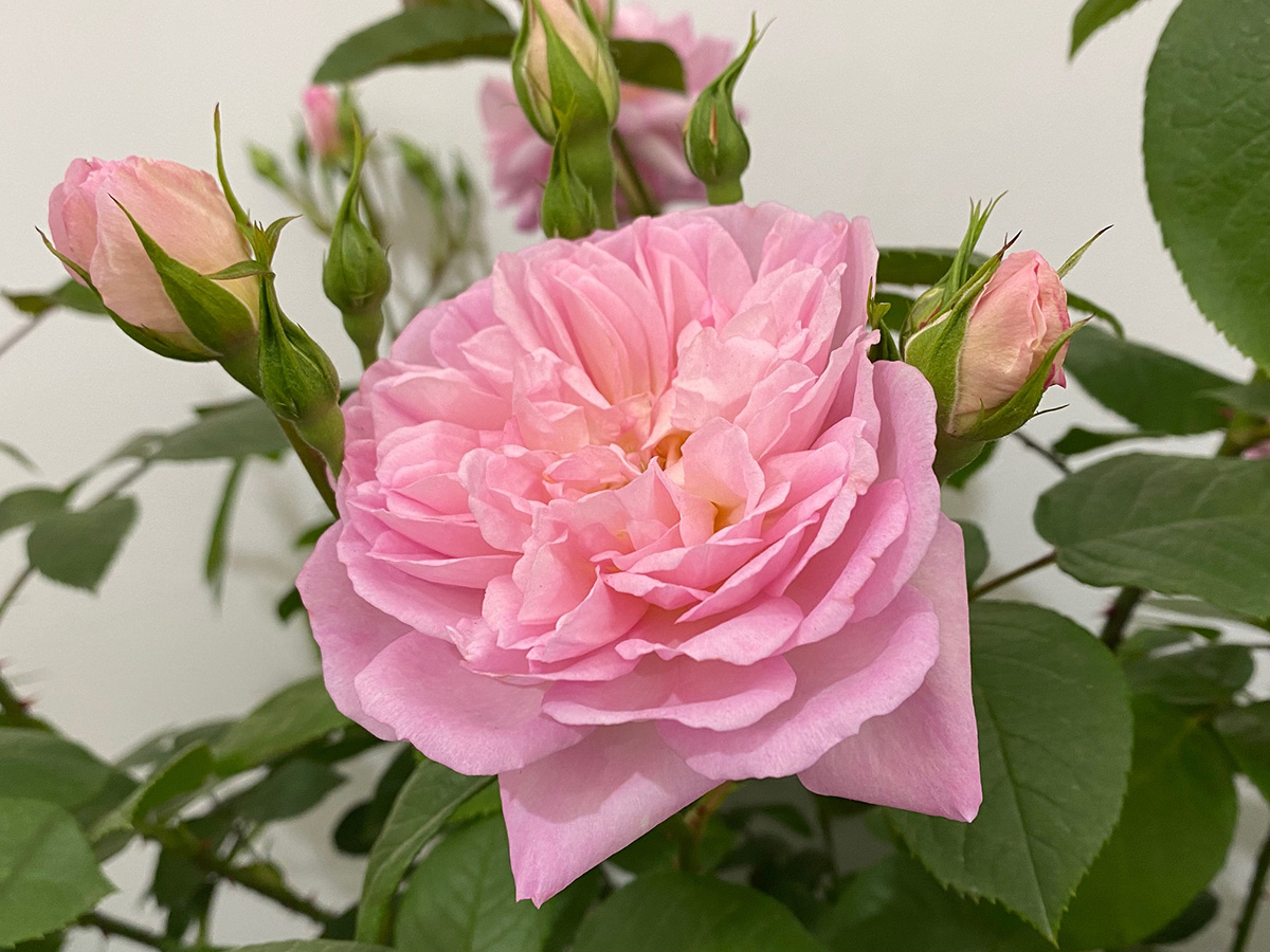 Rosa ‘Elizabeth’