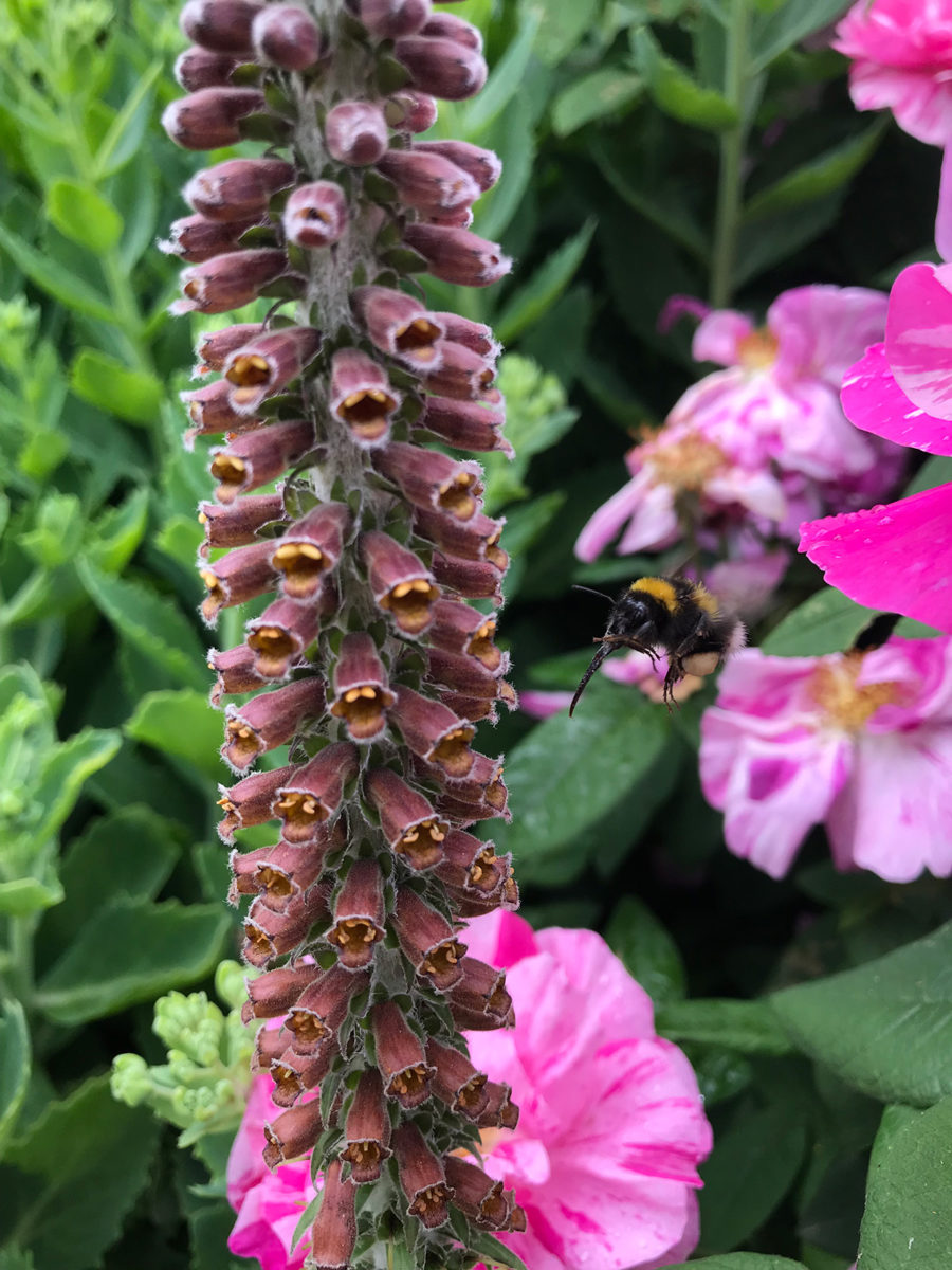 Garden Bumblebee on foxglove