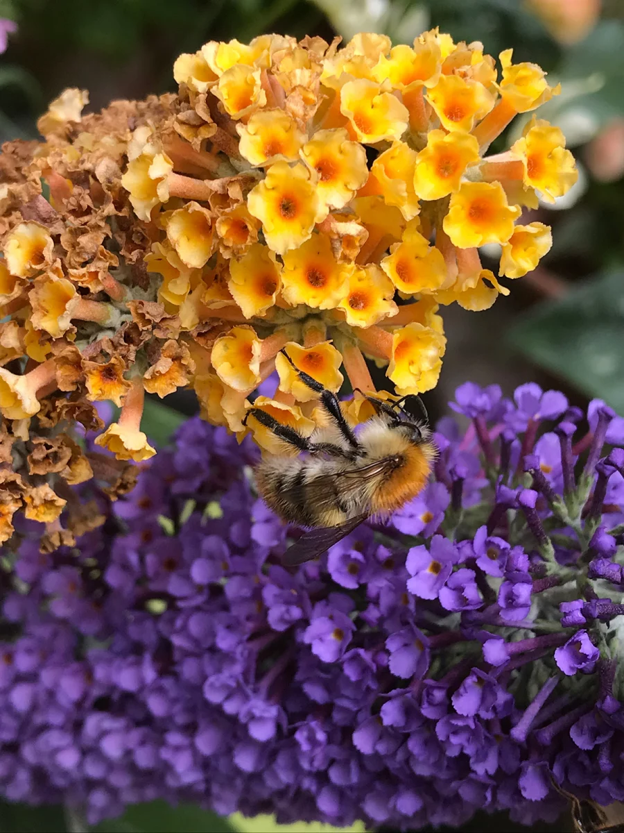 Common Carder Bee on Buddleia