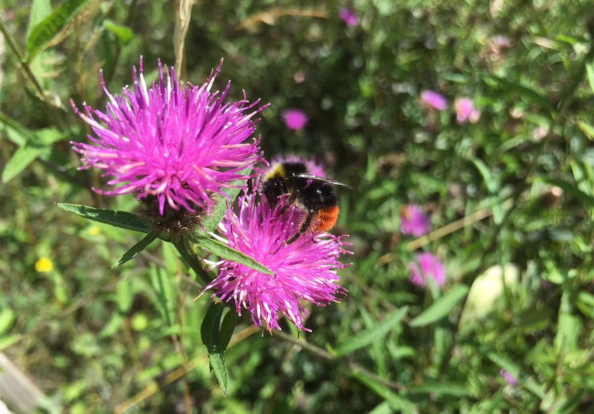 Red tailed bumblebee on knapweed