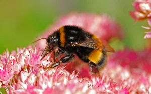 Bumblebee on Sedum