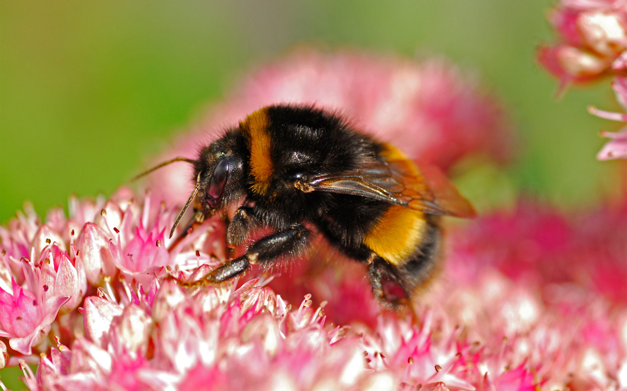 Five common garden bees