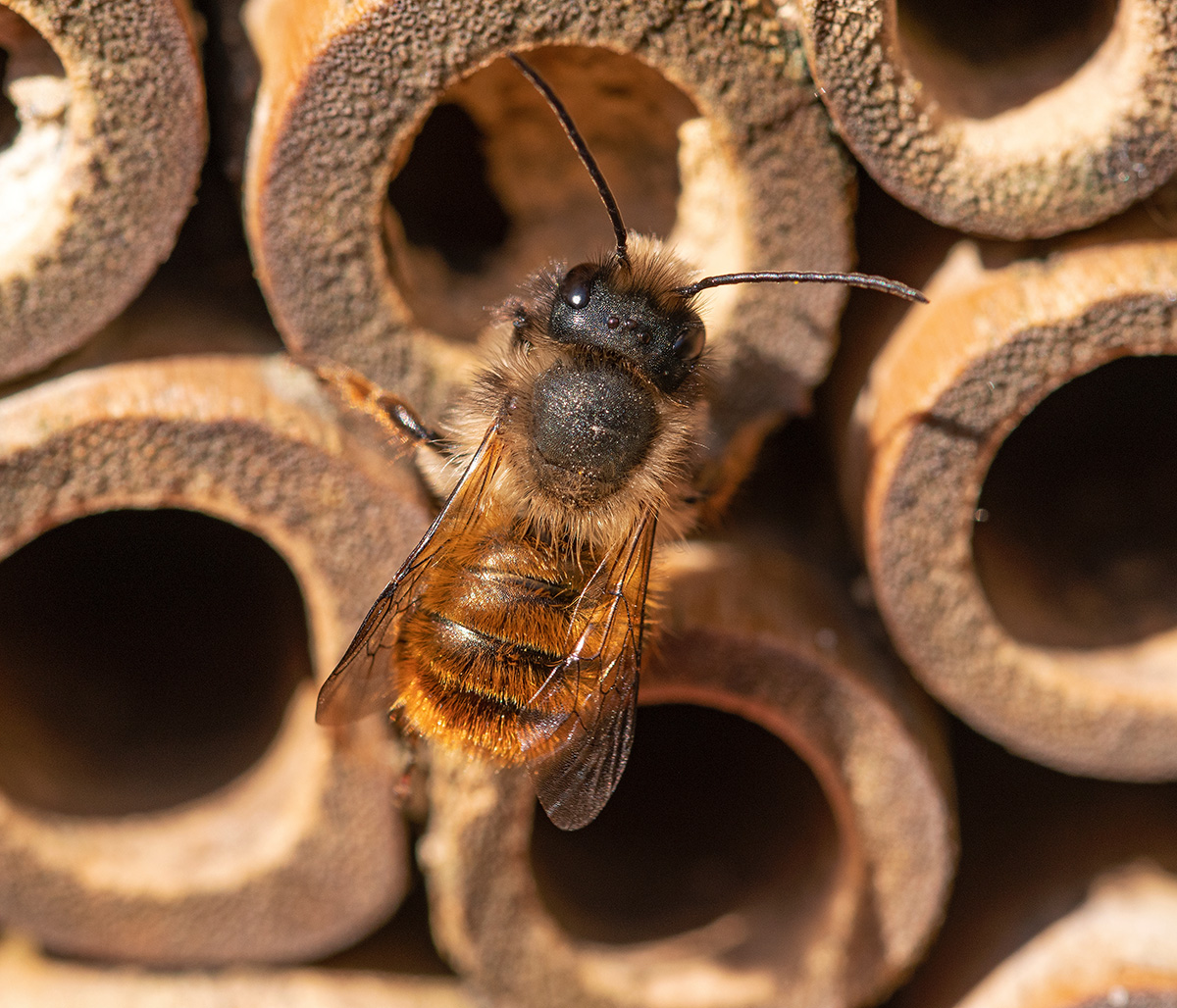 Red mason bee on bee hotel